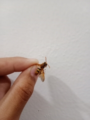 Polistes diabolicus