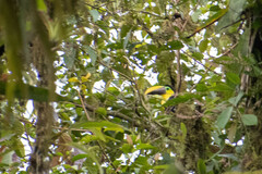 Ramphastos brevis