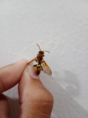 Polistes diabolicus