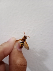 Polistes diabolicus