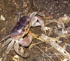Gecarcinus lateralis
