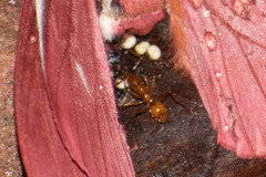 Megalomyrmex leoninus