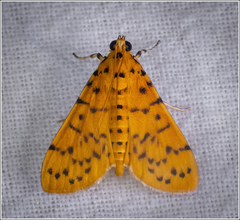 Conogethes punctiferalis