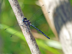 Eusynthemis nigra