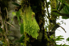 Phlegmariurus linifolius