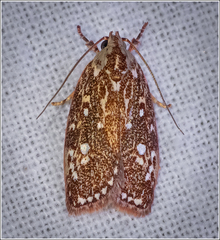 Euchaetis metallota