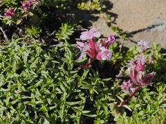 Saponaria caespitosa