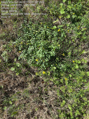 Tauschia texana