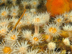 Actinothoe sphyrodeta