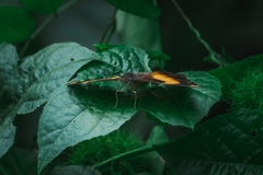 Yoma sabina