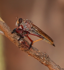 Colepia rufiventris