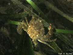 Liocarcinus navigator