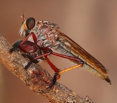 Colepia rufiventris