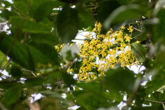 Oncidium klotzscheanum