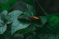 Yoma sabina