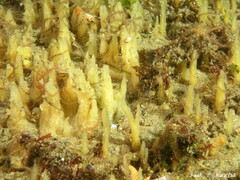 Ciocalypta penicillus