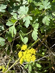 Tauschia texana