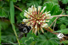 Bombus funebris