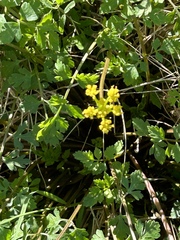 Tauschia texana
