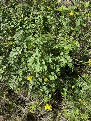 Tauschia texana