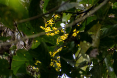 Oncidium klotzscheanum