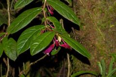 Columnea ciliata