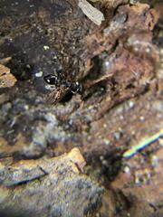 Temnothorax longispinosus