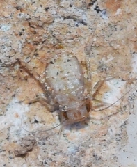 Cerobasis