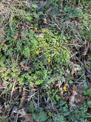 Tauschia texana