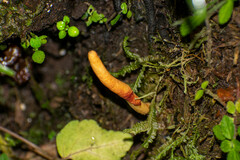 Ophiocordyceps melolonthae