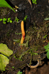 Ophiocordyceps melolonthae