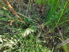 Astragalus dolichophyllus