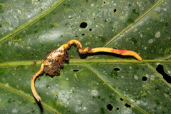 Ophiocordyceps melolonthae