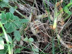 Astragalus dolichophyllus