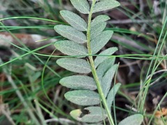 Astragalus dolichophyllus