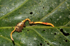 Ophiocordyceps melolonthae