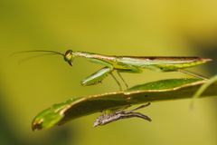 Callimantis antillarum