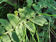 Astragalus dolichophyllus