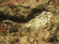 Taurulus bubalis