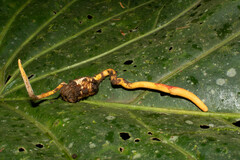 Ophiocordyceps melolonthae