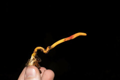 Ophiocordyceps melolonthae