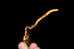 Ophiocordyceps melolonthae