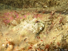 Taurulus bubalis