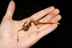 Ophiocordyceps melolonthae
