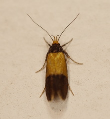 Epithymema chrysocolla