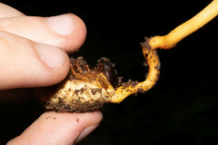 Ophiocordyceps melolonthae