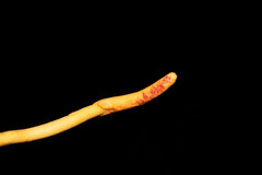 Ophiocordyceps melolonthae