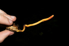 Ophiocordyceps melolonthae