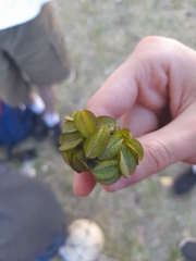 Salvinia molesta