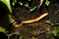 Ophiocordyceps melolonthae